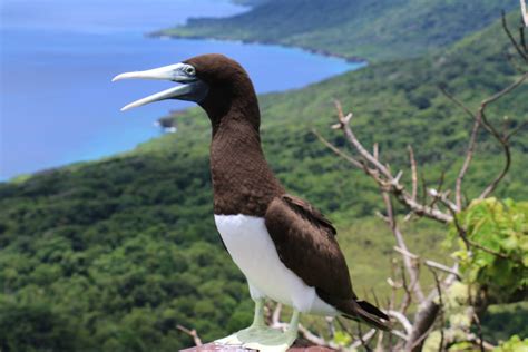 brown boobs|Brown booby .